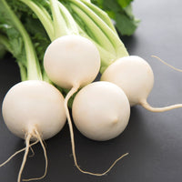 Close-up of a weiße turnip root