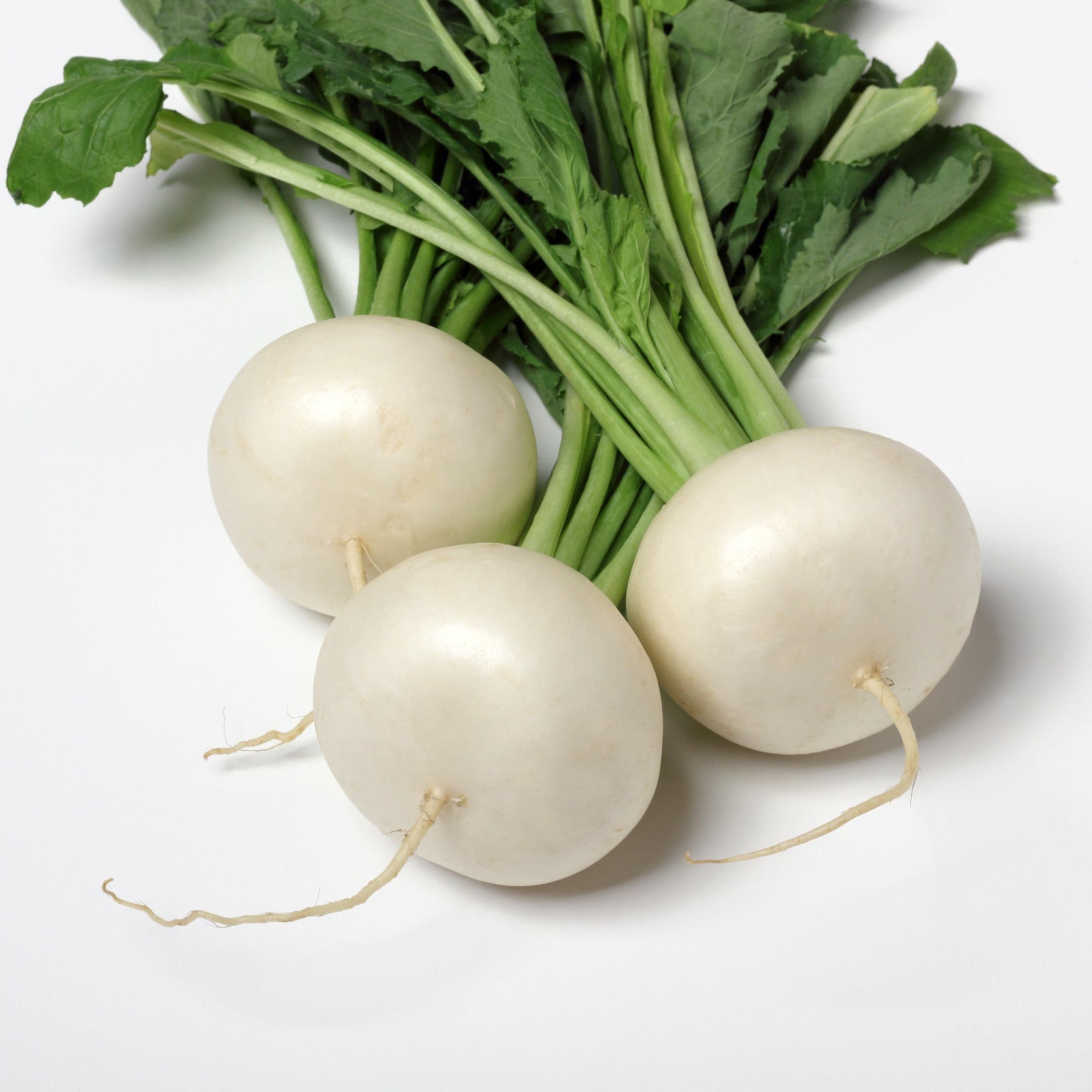Weiße turnip samen für aussaat