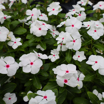 Weiß Catharanthus Blumensamen zur Aussaat – Wildblume Mischung – Traditionssorte & ohne Gentechnik Samen Hausgarten