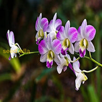 Weiß violet cymbidium blume anpflanzung - samen for thriving blossoms in your garten