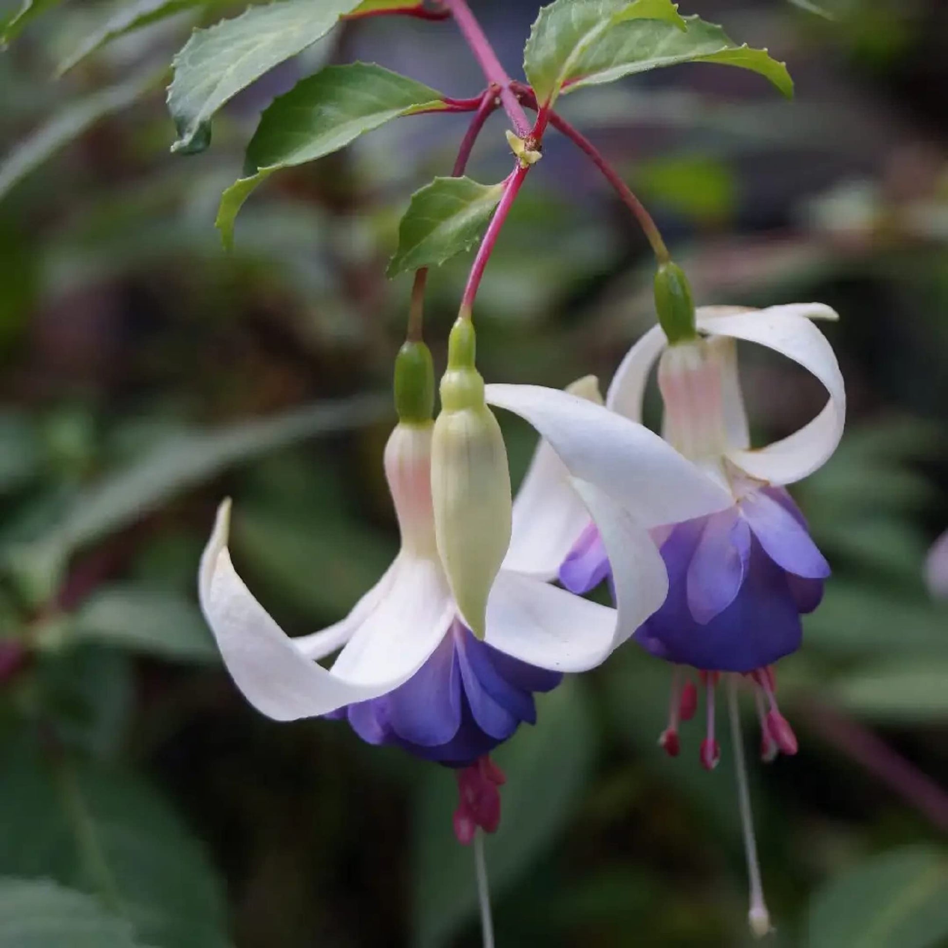 Weiß violet fuchsia blume samen for anpflanzung