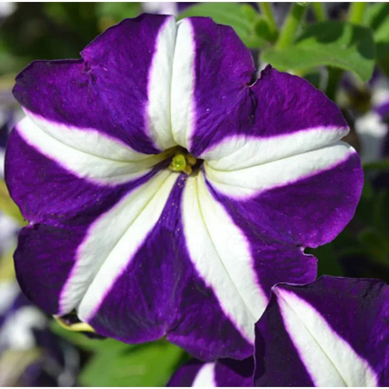 Weiß violet petunia blume samen for vibrant garten anpflanzung