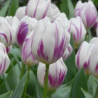 Weiß & violet tulip blume samen for anpflanzung