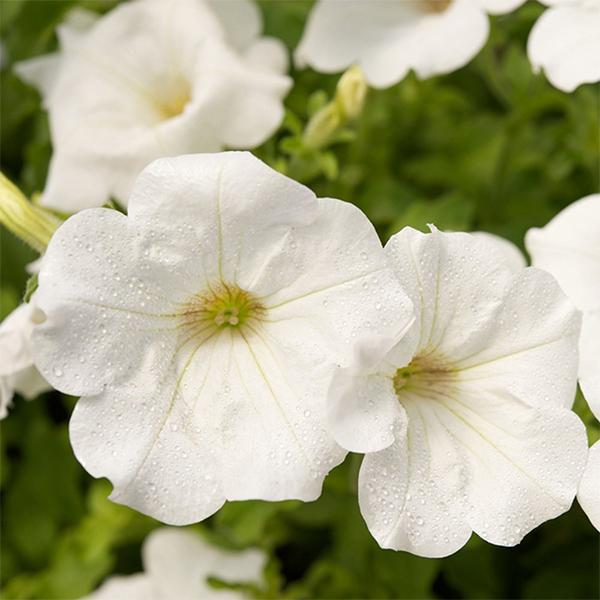 Weiß wave petunia samen for cascading garten blooms
