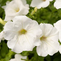 Weiß wave petunia samen for cascading garten blooms
