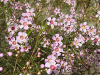 Weiß waxflower garten samen for ornamental anpflanzung
