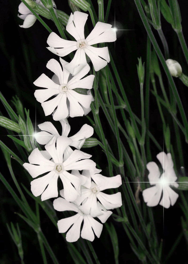 White Ways Campion Kraut flowering in a natürlich Garten setting