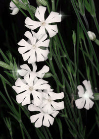 White Ways Campion Kraut flowering in a natürlich Garten setting