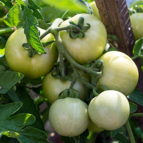 Weiße wonder tomato pflanzen wachsend in garten