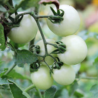 Weiße wonder tomato samen für home garten aussaat