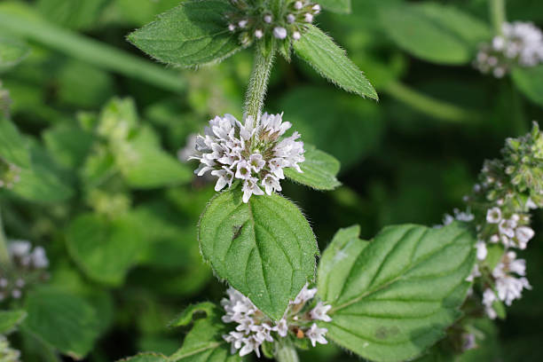 White Wood Mint seedlings sprouting in Garten bed