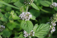 White Wood Mint seedlings sprouting in Garten bed