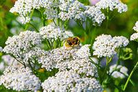 White Yarrow Blumen blooming in a sunny Garten