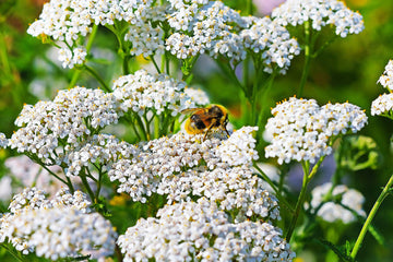 White Yarrow Blumen blooming in a sunny Garten