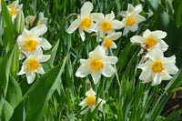 Weiß and gelb daffodil blume samen for anpflanzung
