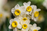 Weiß and gelb narcissus samen keimend jung pflanzen
