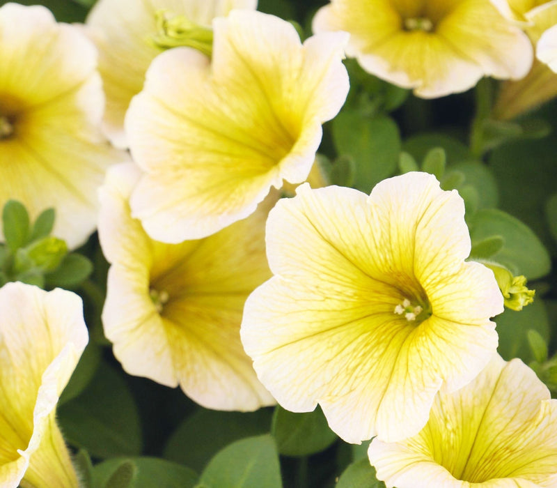 Weiß and gelb petunia blume samen for striking garten anpflanzung
