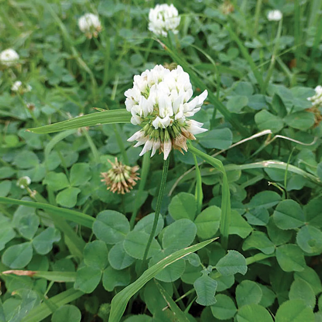 Dutch Clover Blumensamen zur Aussaat – sonnenliebend – Traditionssorte & ohne Gentechnik Samen Hausgarten