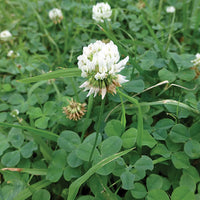 Dutch Clover Blumensamen zur Aussaat – sonnenliebend – Traditionssorte & ohne Gentechnik Samen Hausgarten
