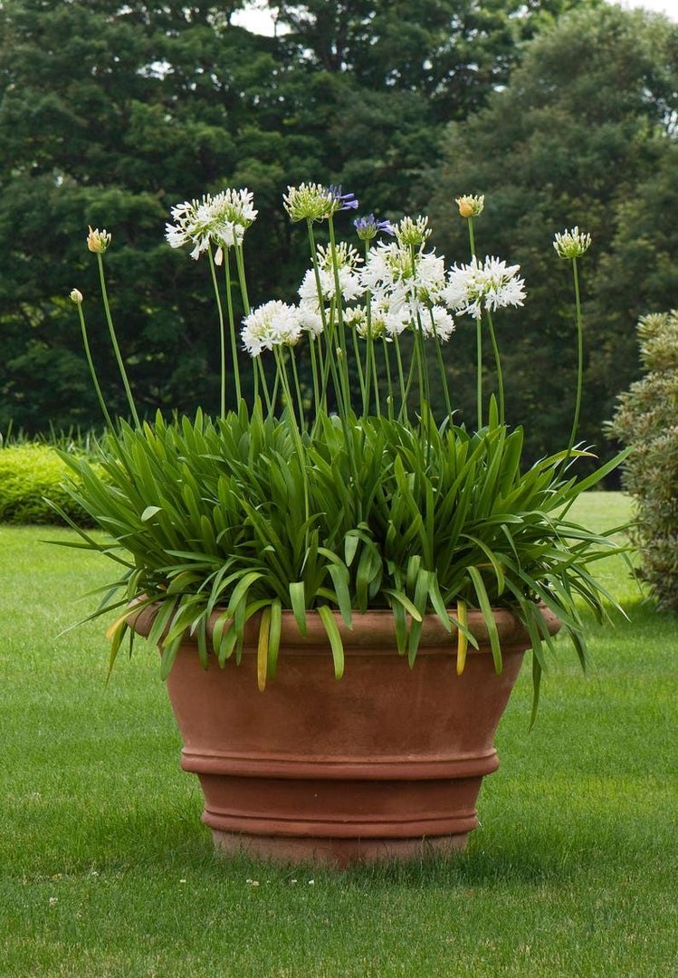 Weiß Agapanthus Blumensamen zur Aussaat – mehrjährige Blüten