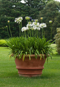 Weiß Agapanthus Blumensamen zur Aussaat – mehrjährige Blüten