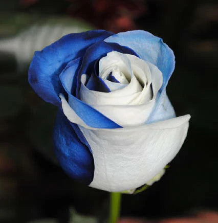 Ice Blau Rose Blumensamen zur Aussaat – Landhaus Garten wichtig – Traditionssorte & ohne Gentechnik Samen Hausgarten