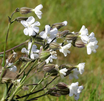Campion blume samen for anpflanzung - wildflower mix, heirloom & gmo free samen for home garten
 
 sale samen for home garten