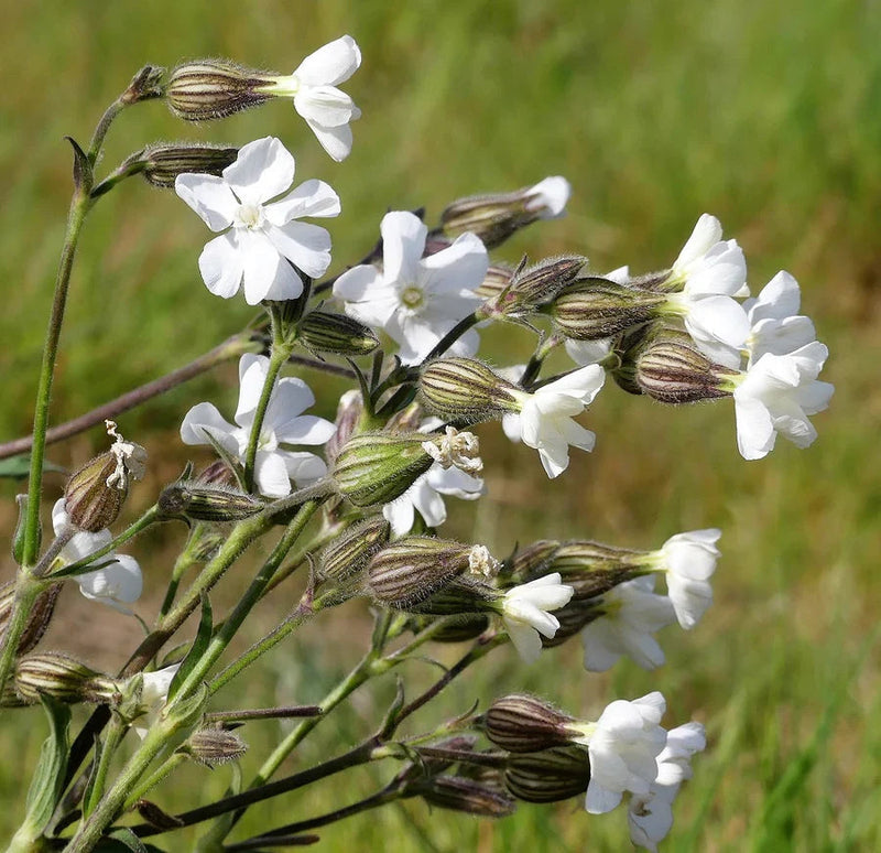 Campion blume samen for anpflanzung - wildflower mix, heirloom & gmo free samen for home garten
 
 sale samen for home garten