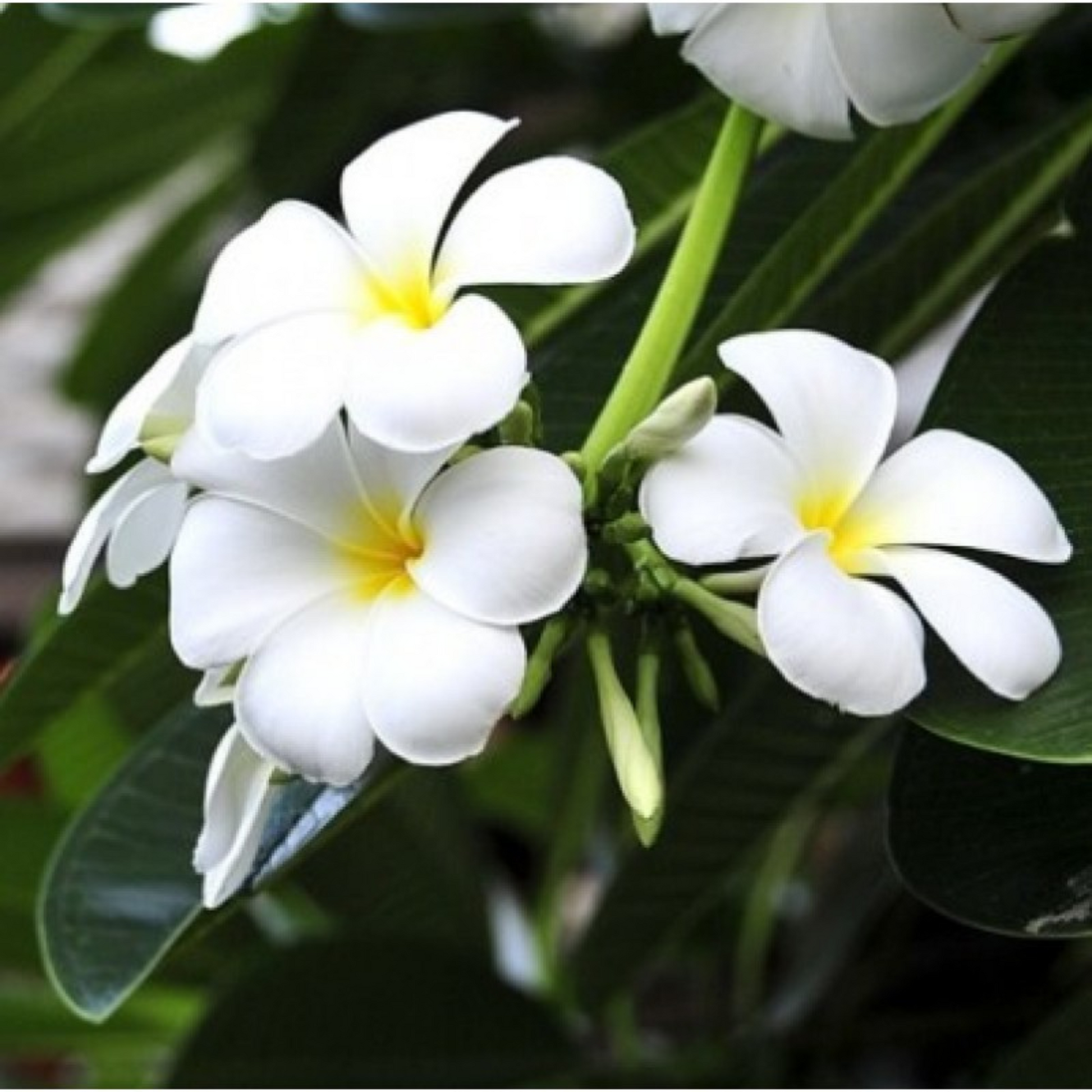 Weiß Frangipani Blumensamen zur Aussaat – kompakt Wuchs – Traditionssorte & ohne Gentechnik Samen Hausgarten