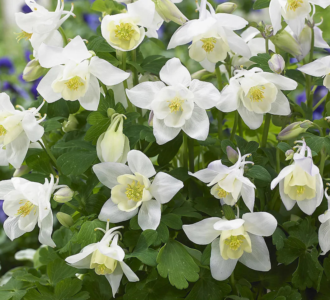 Weiß Columbine Blumensamen zur Aussaat Wildblume Mischung Traditionssorte & ohne Gentechnik Samen Hausgarten