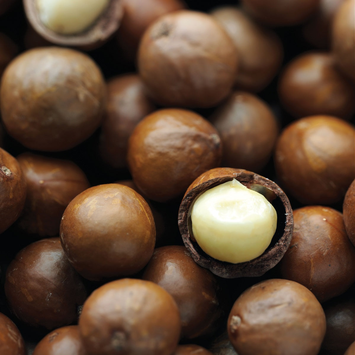 Macadamia-Nüsse-braune Schale Fruchtsamen für einfaches Anpflanzen
