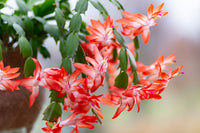 tief Rot Weihnachtskaktus Blumensamen zur Aussaat lang Blüte Saison Traditionssorte & ohne Gentechnik Samen Hausgarten