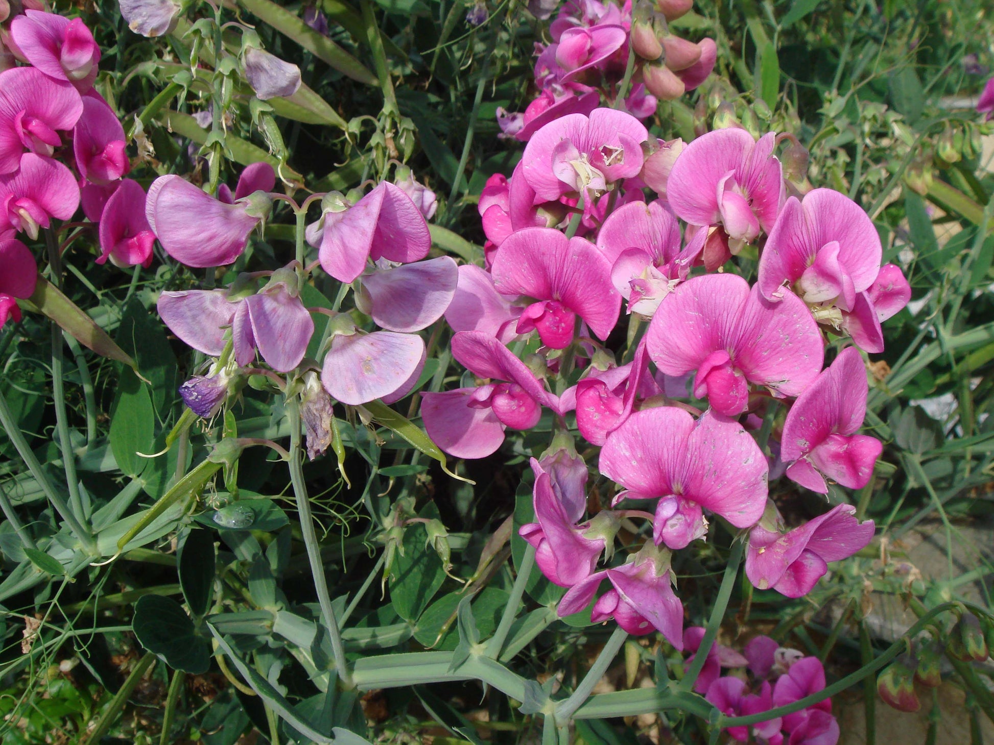 Traditionssorte Wicke Blumensamen zur Aussaat Schnitt Blume beliebt Traditionssorte & ohne Gentechnik Samen Hausgarten