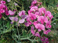 Traditionssorte Wicke Blumensamen zur Aussaat Schnitt Blume beliebt Traditionssorte & ohne Gentechnik Samen Hausgarten