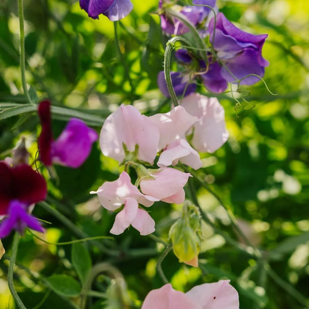 Pea Blumensamen zur Aussaat kompakt Wuchs Traditionssorte & ohne Gentechnik Samen Hausgarten