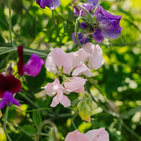 Pea Blumensamen zur Aussaat kompakt Wuchs Traditionssorte & ohne Gentechnik Samen Hausgarten