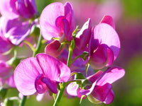 Traditionssorte Wicke Blumensamen zur Aussaat Schnitt Blume beliebt Traditionssorte & ohne Gentechnik Samen Hausgarten