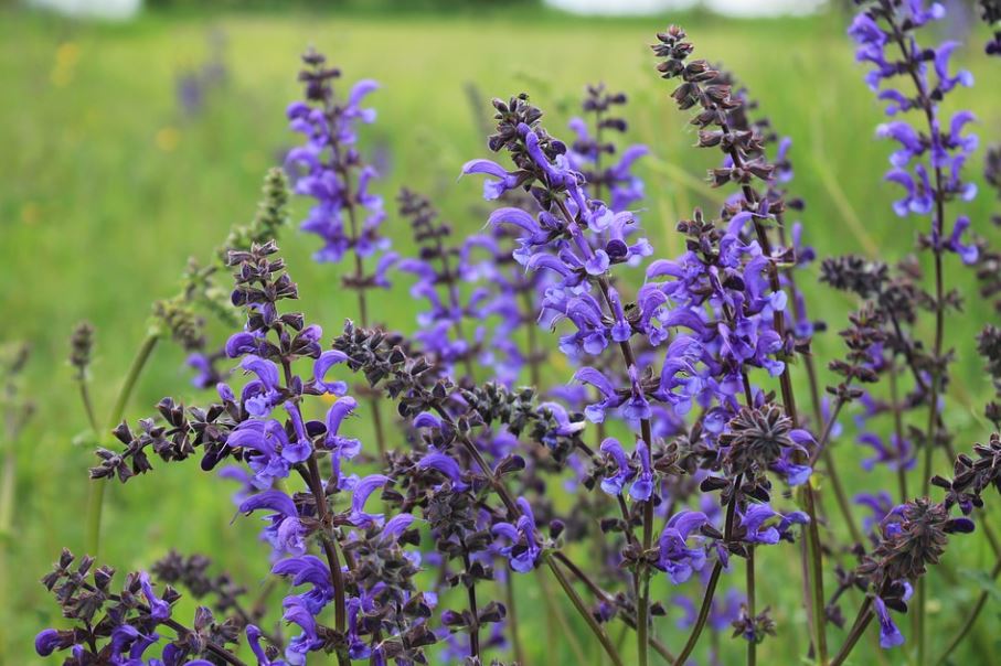 Violett Salvia Meadow Sage Blumensamen zur Aussaat – Landhaus Garten wichtig – Traditionssorte & ohne Gentechnik Samen Hausgarten
