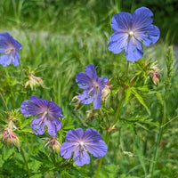 Blau Geranie Pelargonium Blumensamen zur Aussaat Schnitt Blume beliebt Traditionssorte & ohne Gentechnik Samen Hausgarten