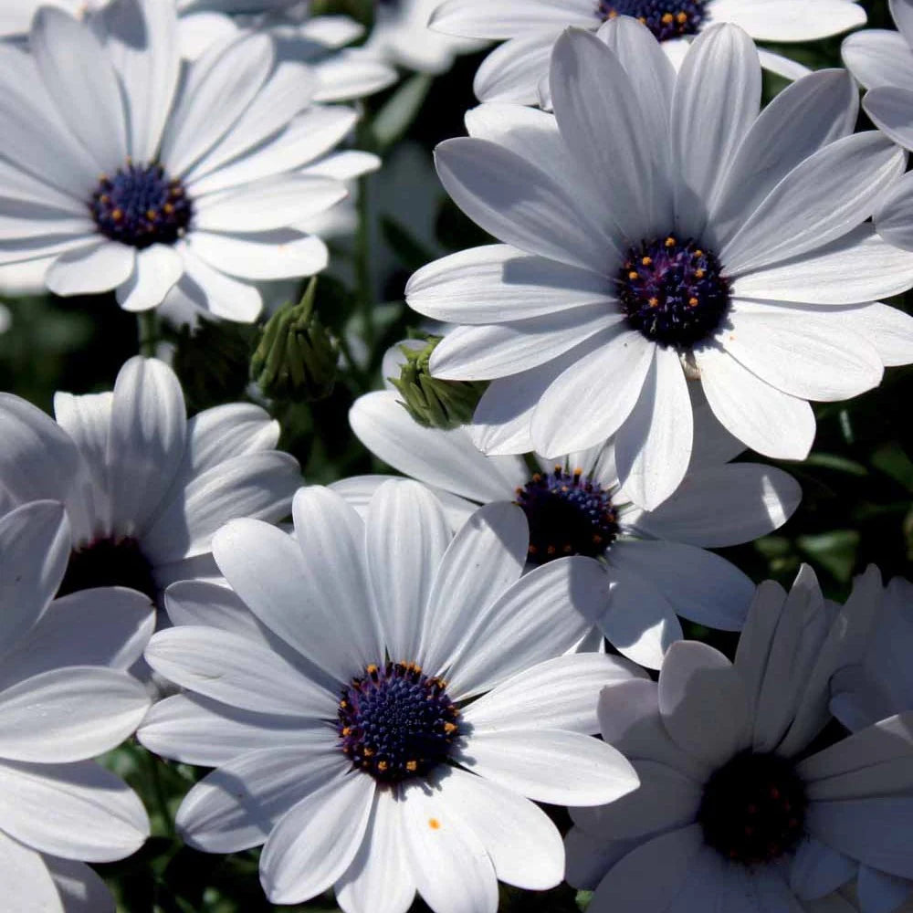 Weiß Kapkörbchen Blumensamen einfache Aussaat