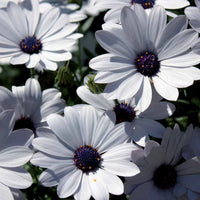 Weiß Kapkörbchen Blumensamen einfache Aussaat