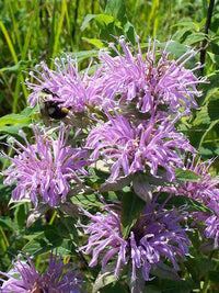 Wild Bergamot Pflanzen in Shaded Garten Border