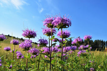 Wild Bergamot Monarda Fistulosa gentechnikfrei Samen for Aussaat