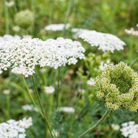 Bees and butterflies on zanahoria silvestre blumen