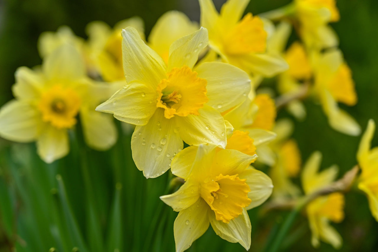 Narzissen Blumensamen zur Aussaat – Schnitt Blume beliebt – Traditionssorte & ohne Gentechnik Samen Hausgarten