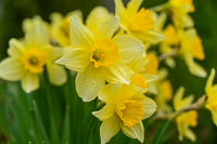 Narzissen Blumensamen zur Aussaat – Schnitt Blume beliebt – Traditionssorte & ohne Gentechnik Samen Hausgarten