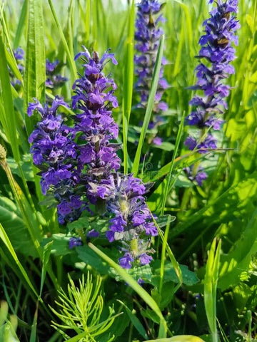 Blau Bugle Blume Samen zur Aussaat farbenfroh Landscapes