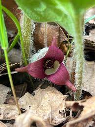 Heart-Shaped Green Leaves of Wild Ginger Pflanze