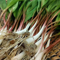 Allium tricoccum wild leek samen für aussaat in woodland garten and kraut patch