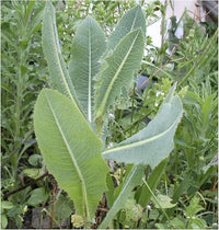 Wild lettuce lactuca virosa samen für aussaat